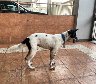 Fluffy - Mixed Breed Dog