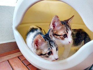 Moji &amp; Moli - Domestic Short Hair Cat