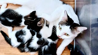 Mother cat with kittens during the time of nursing