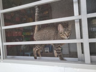 Gary - Domestic Short Hair Cat