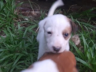 Brown &amp;white Klang - Mixed Breed Dog