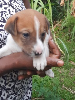 Brown &amp;white Klang - Mixed Breed Dog