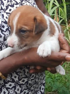 Brown &amp;white Klang - Mixed Breed Dog