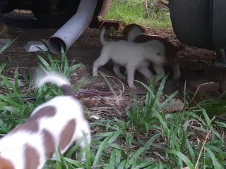 Brown &amp;white Klang - Mixed Breed Dog