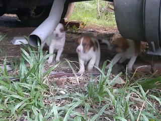 Brown &amp;white Klang - Mixed Breed Dog