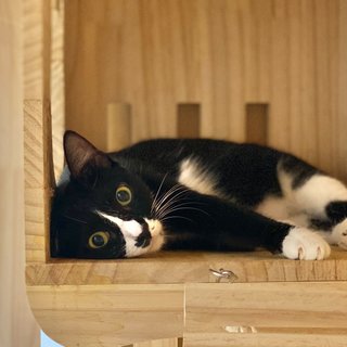 Panda The Playful Gal - Tuxedo Cat