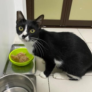 Panda The Playful Gal - Tuxedo Cat