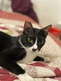 Panda The Playful Gal - Tuxedo Cat