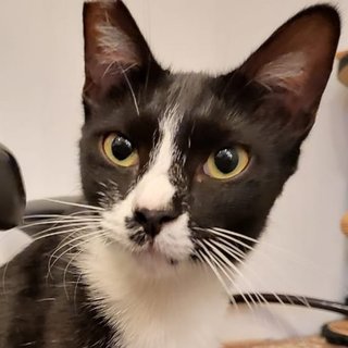 Panda The Playful Gal - Tuxedo Cat