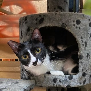 Panda The Playful Gal - Tuxedo Cat