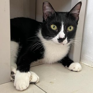 Panda The Playful Gal - Tuxedo Cat