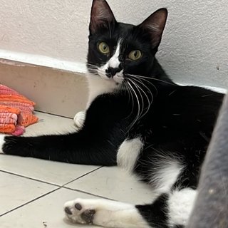 Panda The Playful Gal - Tuxedo Cat