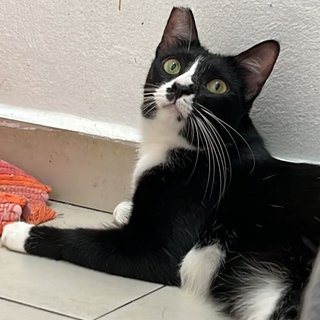 Panda The Playful Gal - Tuxedo Cat