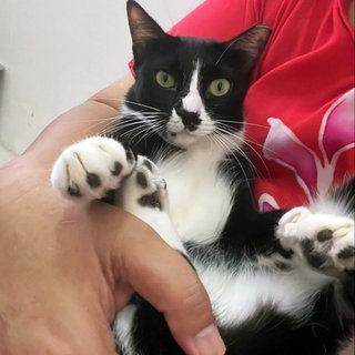 Panda The Playful Gal - Tuxedo Cat