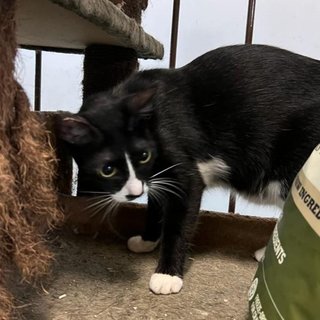 Panda The Playful Gal - Tuxedo Cat