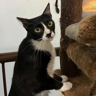 Panda The Playful Gal - Tuxedo Cat