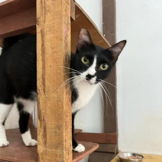 Panda The Playful Gal - Tuxedo Cat