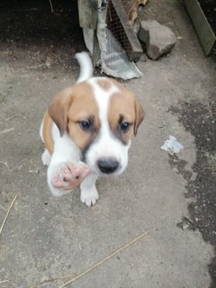 Pinging Anan 平平安安 - Mixed Breed Dog