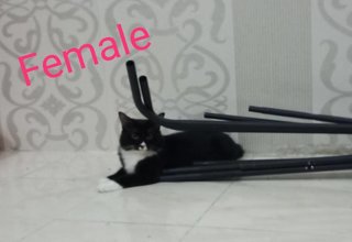 Becky &amp; Jaynab - Domestic Medium Hair + Tuxedo Cat