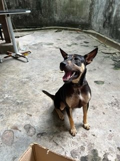 Unknown - Mixed Breed Dog