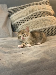 Uni - Domestic Medium Hair Cat