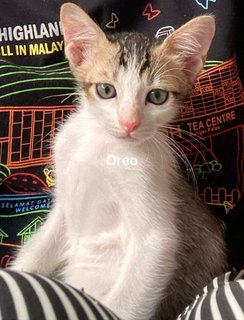 Oreo - Domestic Short Hair + Domestic Medium Hair Cat