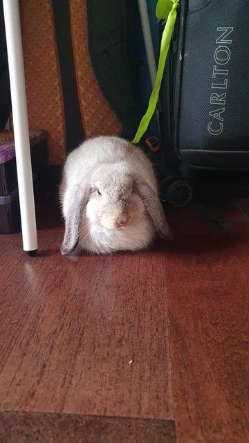 Tawi - Netherland Dwarf Rabbit