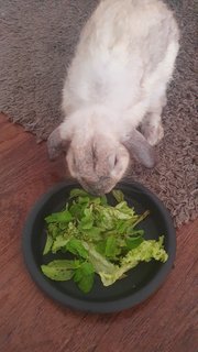 Tawi - Netherland Dwarf Rabbit