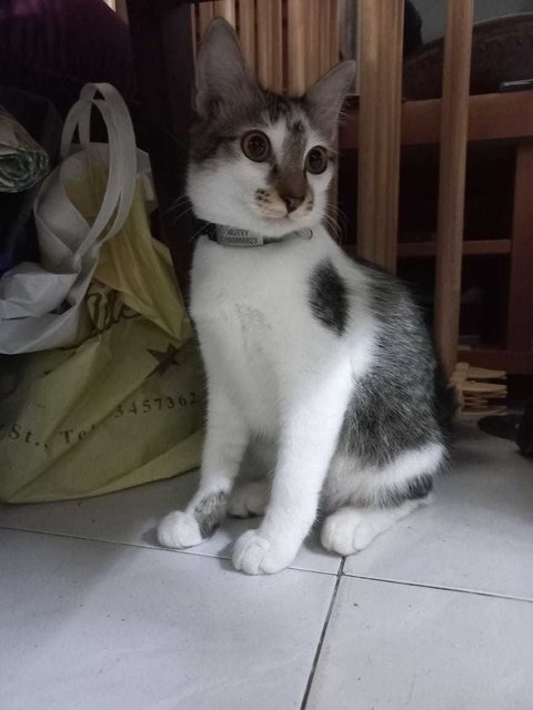 Nutella (Nutty) - Domestic Short Hair Cat