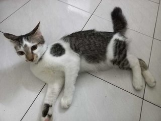 Nutella (Nutty) - Domestic Short Hair Cat