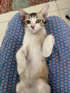 Brownie And Oyen - Domestic Medium Hair + Domestic Long Hair Cat