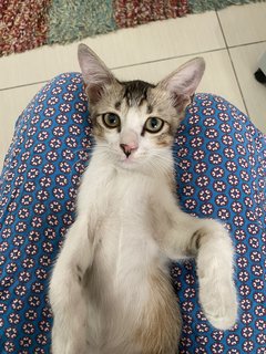 Brownie And Oyen - Domestic Medium Hair + Domestic Long Hair Cat