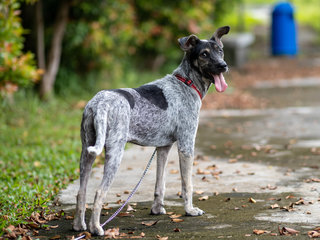 Zee (Blue Heeler Mix) - Australian Cattle Dog/Blue Heeler Dog