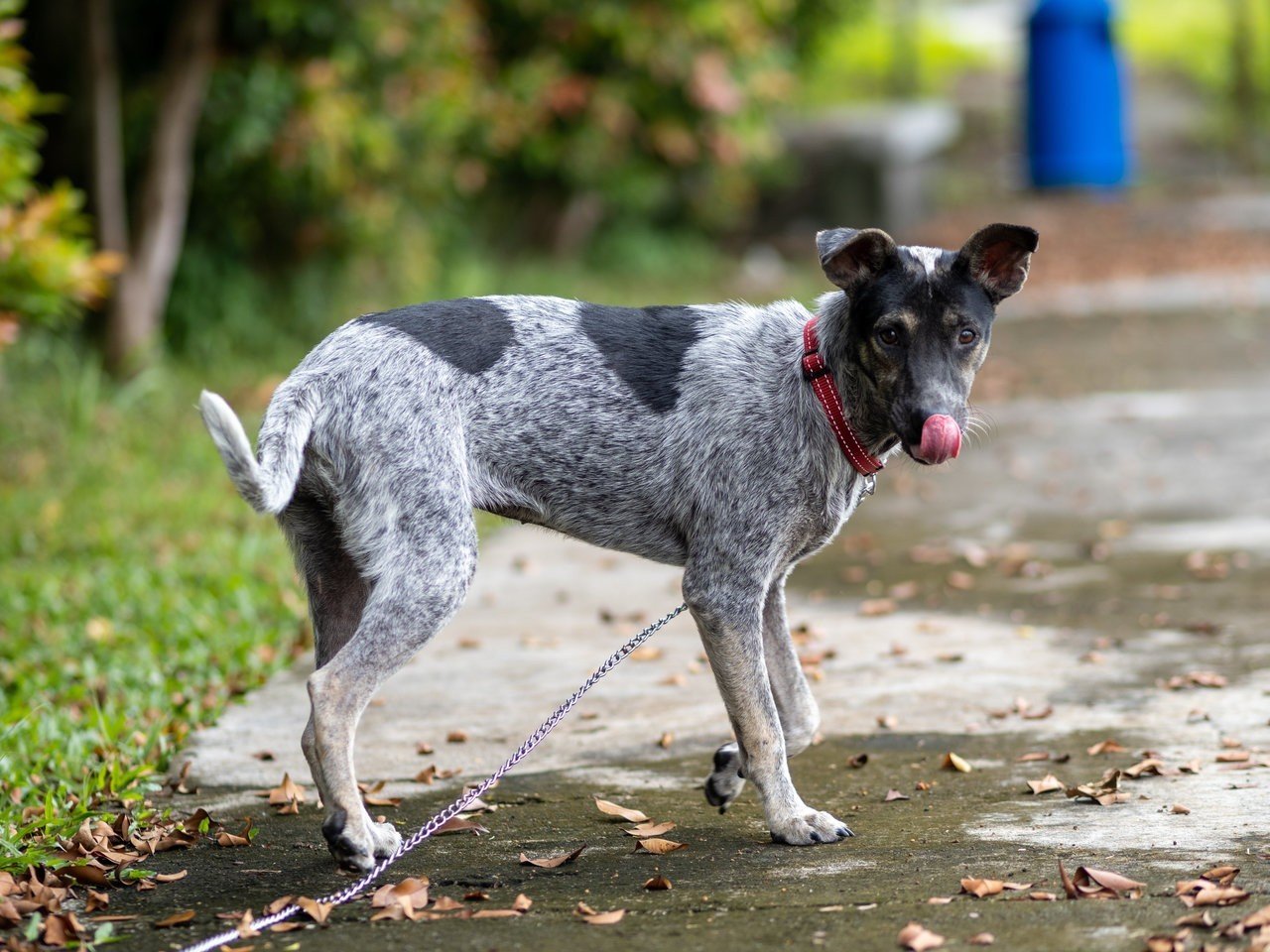 Zee (Blue Heeler Mix) - Australian Cattle Dog/Blue Heeler Dog