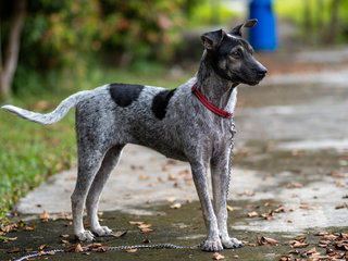 Zee (Blue Heeler Mix) - Australian Cattle Dog/Blue Heeler Dog