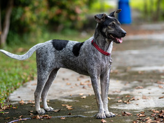 Zee (Blue Heeler Mix) - Australian Cattle Dog/Blue Heeler Dog