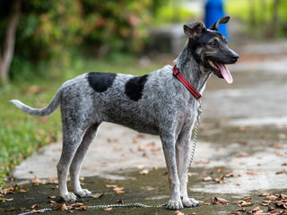 Zee (Blue Heeler Mix) - Australian Cattle Dog/Blue Heeler Dog