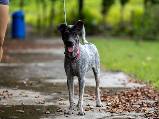 Zee (Blue Heeler Mix) - Australian Cattle Dog/Blue Heeler Dog