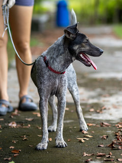 Zee (Blue Heeler Mix) - Australian Cattle Dog/Blue Heeler Dog