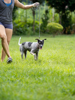 Zee (Blue Heeler Mix) - Australian Cattle Dog/Blue Heeler Dog