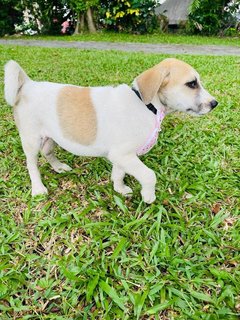 Bubble - Jack Russell Terrier Mix Dog