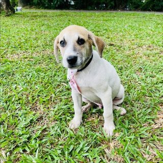 Bubble - Jack Russell Terrier Mix Dog