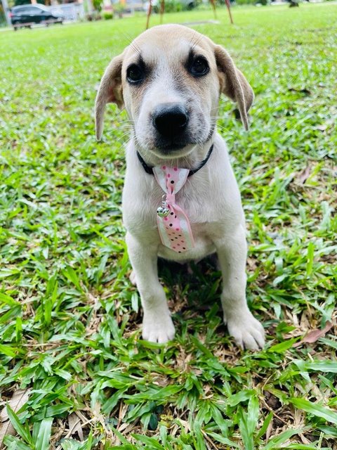 Bubble - Jack Russell Terrier Mix Dog