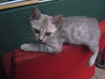 Silver (Female)-adopted