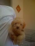 Golden Apricot Toypoodlle - Poodle Dog