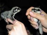 Sugar Glider Baby Pair Full Cageset - Sugar Glider Small & Furry