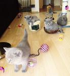 Kittens - British Shorthair Cat