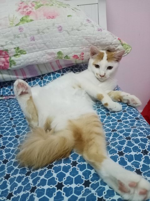 Suri - Domestic Long Hair Cat