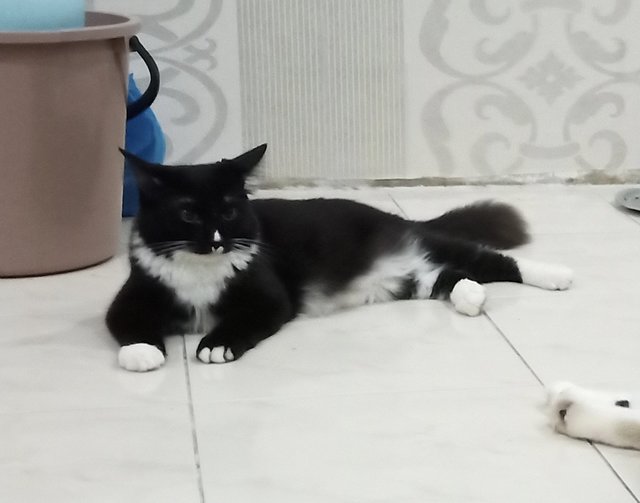 Becky - Domestic Medium Hair + Tuxedo Cat