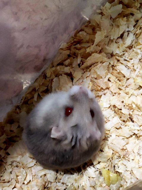 Casper - Short Dwarf Hamster Hamster